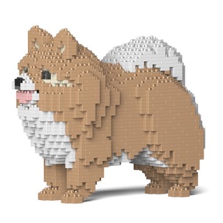 Pomeranian (18)