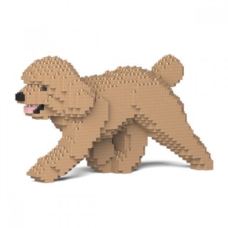 Toy Poodle (73)